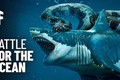 Điều gì xảy ra nếu cá mập Megalodon chiến đấu với trăn Titanoboa?