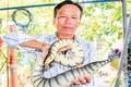 Bắt 3 con rắn đem về nuôi, không ngờ "đẻ" ra trăm triệu mỗi năm