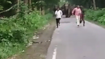 Video: Bị voi rượt đuổi, 3 người đàn ông bỏ chạy thục mạng 