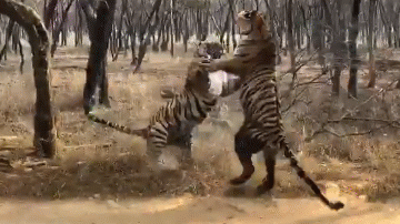 Video: Hổ đứng thẳng 2 chân, lao vào "tát nhau" và kết bất ngờ