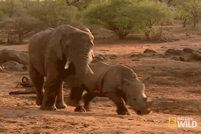 Video: Màn kịch chiến nảy lửa giữa voi và tê giác