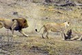 Video: Pha xử lý của sư tử đực khiến cả đàn mất ăn 