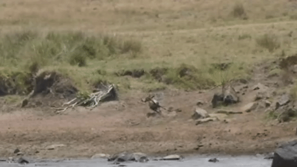 Video: Bị sư tử phục kích, linh dương "bẻ lái" thoát chết ngoạn mục