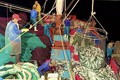 Trúng luồng cá nục, ngư dân Quảng Bình cứ ra khơi là thu tiền tỷ