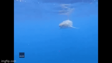 Video: Thót tim cá mập trắng lớn bơi quanh thuyền của một gia đình