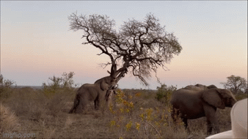 Video: Kinh ngạc voi húc đổ cây để ăn lá