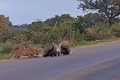 Video: Báo hoa mai bất lực trước sự gan lỳ của gia đình nhím 