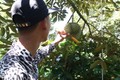 Độc lạ nghề gõ sầu riêng, massage hoa dừa kiếm tiền triệu mỗi ngày