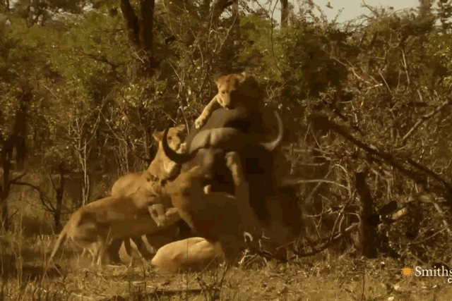 Video: "Quân đoàn" sư tử hợp sức hạ sát trâu rừng khủng