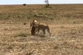 Video: Cuộc đua sinh tử của linh dương với sư tử, kết bất ngờ  