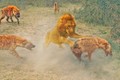 Video: Bị sư tử cắn ngang cổ, linh cẩu vẫn thoát chết thần kỳ