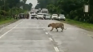 Video: Cảnh sát giao thông chặn xe, nhường đường cho hổ dữ 