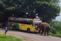 Video: Voi hoang dã húc vỡ kính xe buýt, hành khách bỏ chạy tán loạn
