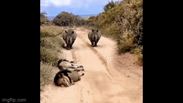 Video: Khoảnh khắc bất ngờ hai con tê giác đối mặt sư tử