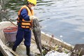 Cá tại hồ Tây lại chết hàng loạt, có con nặng hàng chục kg