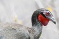 Loài chim lạ thải ra đặc sản đắt đỏ gần 40 triệu đồng/kg
