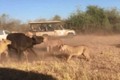 Video: Trâu rừng húc bay sư tử, giải cứu đồng loại  
