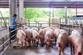 Nhiều trang trại phải bán lợn hơi dưới 50.000 đồng/kg, người nuôi lỗ nặng