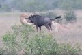 Video: Linh dương đầu bò húc thủng bụng sư tử, thoát chết khó tin