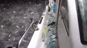 Ngư dân hốt hoảng thấy hàng nghìn con cá phi thân khỏi mặt nước