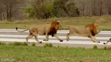 Video: Sư tử từ từ bò đến tấn công đối thủ