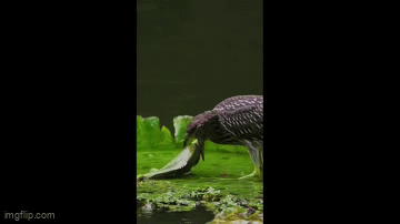 Video: Chim bất lực nhìn con mồi chạy thoát thành công