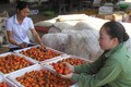 Vựa hồng lớn nhất tỉnh Nghệ An vào vụ thu hoạch  