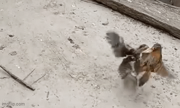 Video: Độc đáo khoảnh khắc đánh nhau giữa chim và gà con