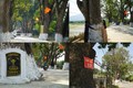 Hàng xà cừ cổ thụ trăm tuổi ở Thanh Hóa, cây cao nhất 40m