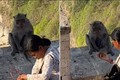 Video: Chú khỉ giật điện thoại của du khách rồi "mặc cả"  