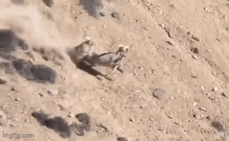 Video: Con báo liều lĩnh săn sơn dương trên vách núi đầy nguy hiểm