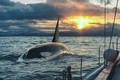 Đàn cá voi sát thủ tấn công 45 phút, đâm chìm du thuyền 