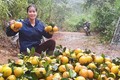 Thủ phủ cam Hà Tĩnh vào vụ thu hoạch, nông dân "đếm quả tính tiền"