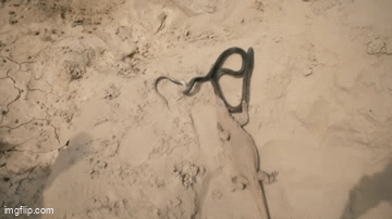 Video: Kịch tính thằn lằn rượt đuổi rắn hổ mang đến cùng
