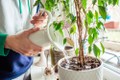 5 sai lầm rất nhiều người mắc khi trồng cây trong nhà