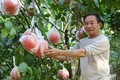 Nhiều người dân Hà Nội có thu nhập cao từ trồng một loại quả 