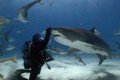 Cảm động tình bạn hơn 20 năm giữa thợ lặn và cá mập hổ