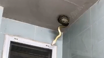Video: Đi vệ sinh, người đàn ông sợ hãi khi nhìn lên trần nhà