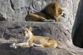 Tại sao sư tử chết trong tự nhiên không thấy xác của chúng? 