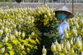 Vựa hoa lớn nhất xứ Thanh tất bật vụ Tết Nguyên đán 2024