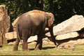 Video: Voi mẹ gọi nhân viên vườn thú đến đánh thức voi con