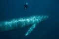ADN bí ẩn tìm thấy ở cá voi xanh, hé lộ sự thật bất ngờ