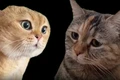 Tiết lộ về chú mèo mặt buồn "nổi tiếng nhất mạng xã hội"