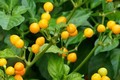 Loại ớt giá nửa tỷ đồng/kg được trồng làm cảnh ở Việt Nam