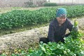 Trồng rau tỏa mùi thơm dễ chịu, nông dân Hải Dương thu 10 triệu/sào