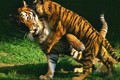 ‘Vén màn’ bí mật tại sao hổ không chết đói khi về già? 