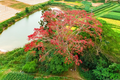 Ngắm cây hoa gạo nở đỏ rực giữa bãi bồi sông Vu Gia