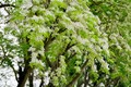 Video: Ngắm hoa sưa tinh khôi phủ trắng góc phố Hà Nội