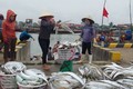 Sản lượng đánh bắt kỷ lục, ngư dân Quảng Bình thu 50 triệu/tháng