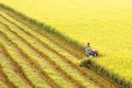 Trồng lúa sau vài tháng nông dân Long An lãi hơn 30 triệu /ha